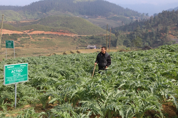 actiso-sapa-vuon-trong-actiso